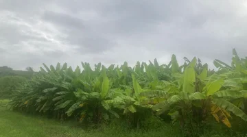 VENDO TERRENO DE 6.76 HA VIA ROCAFUERTE - MANTA