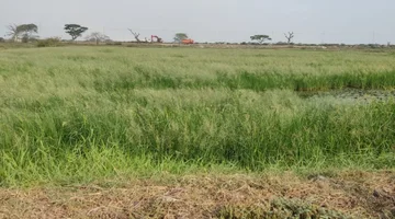 Vendo Terreno 1375 m2, Hipódromo Buijo, sector C