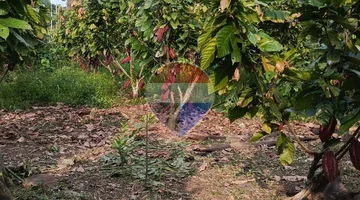 Finca Productiva de 6 hectareas con vivienda